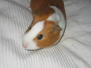 IMG_0082.jpg IMG_0082.jpg