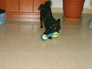 lupito und ambar 025.jpg