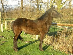 Resi FrÃ¼hjahr 2008 035.jpg