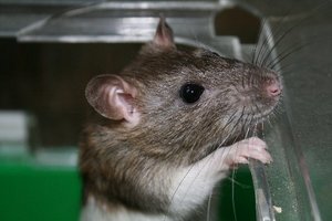 Rattenbilder 005~1.JPG