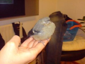 Baby-Vogel.JPG