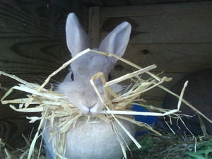 Nelli und Tiffi 061.jpg