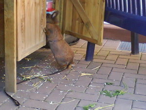 Nelli und Tiffi 119.jpg