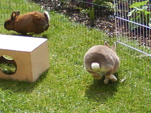 Nelli und Tiffi 232.jpg