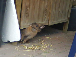 Tiffi und Nelli 129.jpg