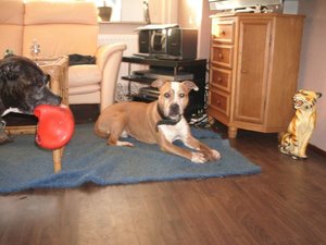 Sheila 5letztes Bild.jpg