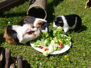 RÃ¤uber FÃ¼rchtenix1024768.jpg