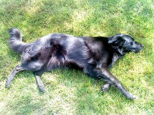 Mai 09 Faule Socke.JPG