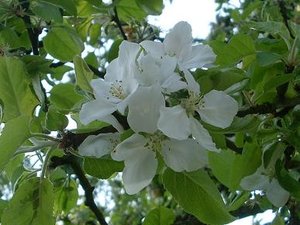 blümli.JPG blümli.JPG