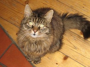 digicam von formis 001....JPG