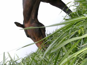 Votte, anweiden Â´09 023.jpg