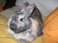 hÃ¤schen nov 07 034 200X150.jpg