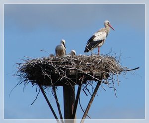 storch.JPG