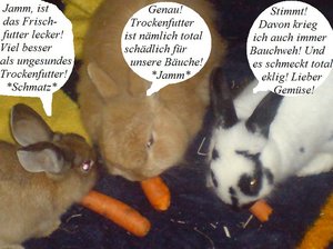 kaninchen.jpg