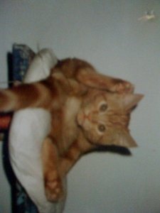 photo (300 x 400).jpg