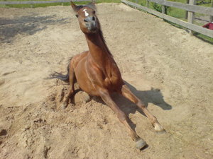 daisy grade aufstehn will^^.JPG