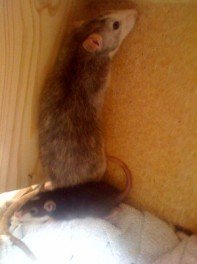 Baby11 (197 x 264).jpg