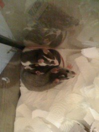 Ratten (198 x 264).jpg