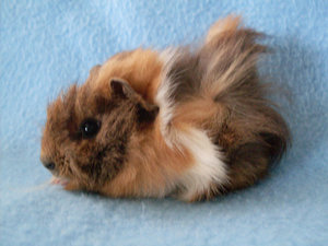 Chipsy NEU klein.jpg