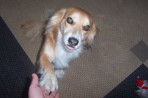 Daisy PfÃ¶tchen geben 3.JPG