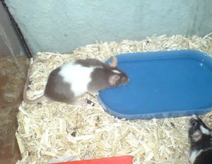 BraunweiÃŸ trinkt.jpg