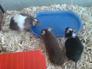 Drei MÃ¤use trinken.jpg