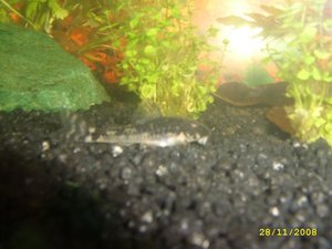 STP80785 (Small).JPG