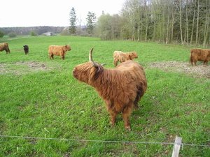 Highlands (1) web.JPG