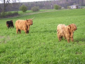 Highlands (3) web.JPG