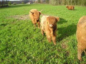 Highlands (5) web.JPG