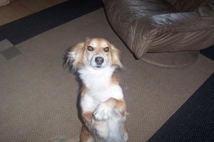 Daisy -weibchen machen 1.JPG