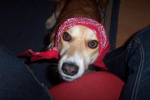 RotkÃ¤ppchen Daisy 3.JPG