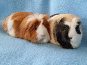 LÃ¶wi & HÃ¼bsche mini.jpg