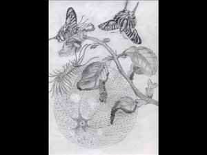 Kopie von Granatapfel_0001.jpg