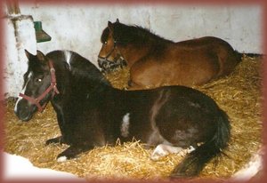 Mandy und Joschi.jpg