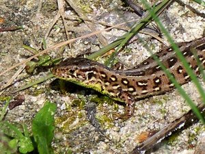 Kopie von 100_7647.JPG