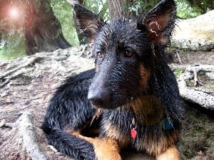 web sclamm gerade.jpg