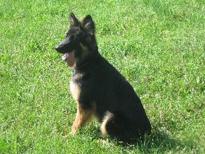 Web rosi sitzt im grÃ¼nen s schÃ¶n.jpg