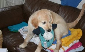 Max klaut WÃ¤sche.jpg