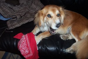 RotkÃ¤ppchen Daisy 6.JPG