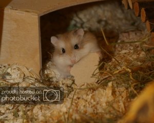 Der typische Robo‐Blick