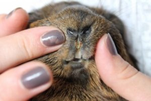 Meerschweinchen mit Lippengrind (Bild: Lisa&Lotta)