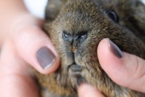 Meerschweinchen mit Lippengrind (Bild: Lisa&Lotta)