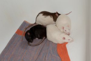 Stress‐Kuschelhaufen – hier machte einer der Albinos später Stress. (Bild: Nienor)