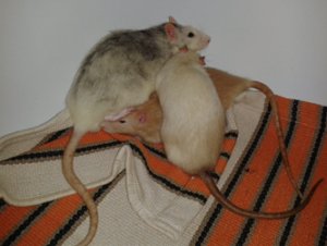 Stress‐Kuschelhaufen – hier machte einer der Albinos später Stress. (Bild: Nienor)