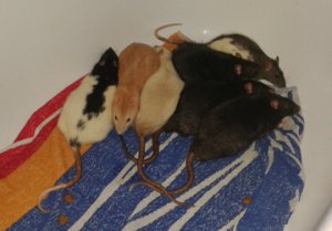 Stress‐Kuschelhaufen – hier machte einer der Albinos später Stress. (Bild: Nienor)