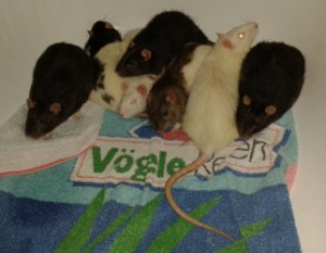 Stress‐Kuschelhaufen – hier machte einer der Albinos später Stress. (Bild: Nienor)