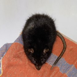  Plüschendes Böckchen (Bild: Nienor)