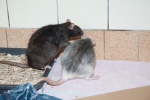 Seitliche Annäherung und «in die Ecke drängen» (Bild: Nienor)