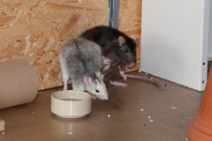  Seitliche Annäherung und «in die Ecke drängen» (Bild: Nienor)